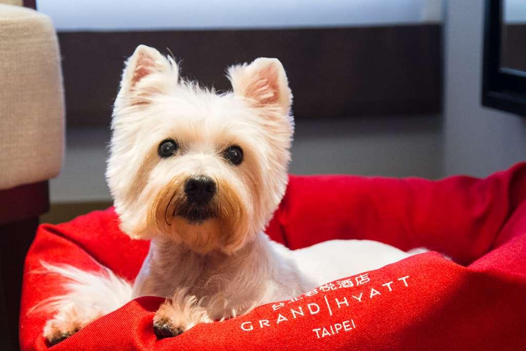 Grand Hyatt Taipei Hotel Cameră foto A Westie